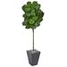 6' Fiddle Leaf Artificial Tree in Slate Finished Planter - 28"W x 28"D x 72"H