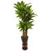 5' Cornstalk Dracaena Plant in Wooden Planter - 24"W x 24"D x 60"H
