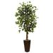5.5' Ficus Tree w/Bamboo Planter - 30"D x 30"W x 66"H
