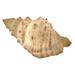 Giant Off-White Decorative Horned Conch Shell Accent Lamp 17 In. - 7 X 17 X 9.5 inches