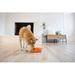 Outward Hound Fun Feeder Slow Bowl, Slow Feeder Dog Bowl, Medium Plastic (affordable option) in Orange | 2 H x 8.75 W x 8.75 D in | Wayfair 51004