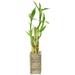 Arcadia Garden Products Low Maintenance 2.5" Bamboo Plant Desktop Plant in a Wood Pot | 2.5 H x 2.5 D in | Wayfair LV24