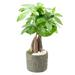 Arcadia Garden Products Money Tree Live Indoor Plant In Tropico Leaf Ceramic Planter in Green | 4.5 H x 4.5 D in | Wayfair LV50
