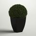 Three Posts™ Boxwood Ball Square Boxwood Topiary in Planter Plastic/Metal | 28 H x 20 W x 20 D in | Wayfair 117C3DBE7F3242F28F45D523CA88A5E6