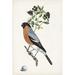 Red Barrel Studio® Antique Bird, Botanical & Egg IV Canvas in Black/Green/Orange | 12 H x 8 W x 1.25 D in | Wayfair