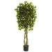 5.5' Ficus Tree UV Resistant (Indoor/Outdoor) - 30"D X 30"W X 66"H