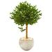 38" Olive Topiary Artificial Tree in Bowl Planter UV Resistant (Indoor/Outdoor) - 26"W x 26"H x 38"H