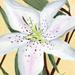 Red Barrel Studio® White Lily II by Annie Warren - Wrapped Canvas Painting Canvas | 12 H x 12 W x 1.25 D in | Wayfair