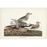 Rosecliff Heights Pl. 334 Black-Bellied Plover Canvas | 8 H x 12 W x 1.25 D in | Wayfair C0A7556D9F27458BA0A2EF0B10F888D7