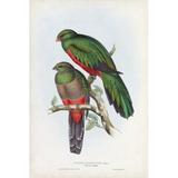 Bayou Breeze Gould Tropical Birds I by John Gould - Wrapped Canvas Painting Canvas, Wood | 12 H x 8 W x 1.25 D in | Wayfair