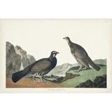 Red Barrel Studio® Pl 361 Long-Tailed Or Dusky Grouse Canvas | 8 H x 12 W x 1.25 D in | Wayfair 51B2F3974B864953BFDEB364899F447F