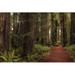 Loon Peak® A Walk in the Woods I by Danny Head - Wrapped Canvas Photograph Metal in Green | 32 H x 48 W x 1.25 D in | Wayfair