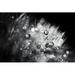 Red Barrel Studio® Dandelion Abstract I by Laura Marshall - Wrapped Canvas Photograph Canvas in Black/White | 8 H x 12 W x 1.25 D in | Wayfair