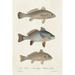 Rosecliff Heights Species Of Antique Fish III Canvas, Wood | 12 H x 8 W x 1.25 D in | Wayfair DB7D0F560EDF4B63AB65EDE1A82AC4F2