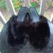 Urban Outfitters Shoes | Black Furry Slipper Shoes | Color: Black | Size: 8