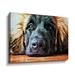 Red Barrel Studio® Leonberger Puppy Pout by Aldridge - Graphic Art on Canvas in Brown | 8 H x 10 W x 2 D in | Wayfair