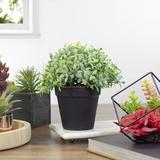 Northlight Seasonal 7.5" Potted Green Artificial Boxwood Plant Plastic | 7.5 H x 7 W x 7 D in | Wayfair NORTHLIGHT SM91702