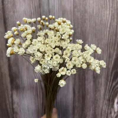 Mini Bouquet de petites étoiles blanches naturelles 150 pièces/0.6-1CM de tête véritables fleurs