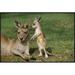 East Urban Home 'Eastern Gray Kangaroo Mother w/ Joey, Australia' Photographic Print, Wood in Brown/Green | 22" H x 30" W x 1.5" D | Wayfair