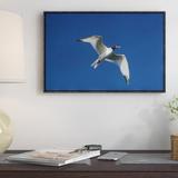 East Urban Home Swallow-Tailed Gull Flying - Wrapped Canvas Photograph Print Canvas, Wood in Blue/Gray | 22 H x 1.5 D in | Wayfair