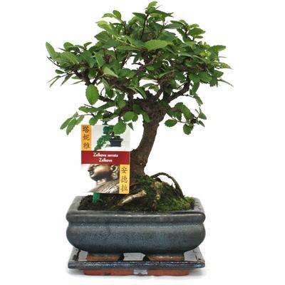 Bonsai Chinesische Ulme - Ulmus parviflora - ca. 6 Jahre - Kugelform