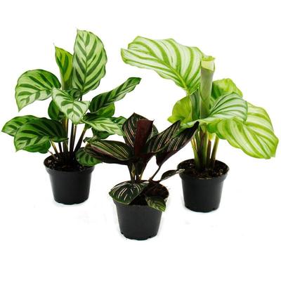 Schattenpflanzen 3er Set - mit ausgefallenem Blattmuster - Calathea - 7cm Topf - ca. 20cm hoch