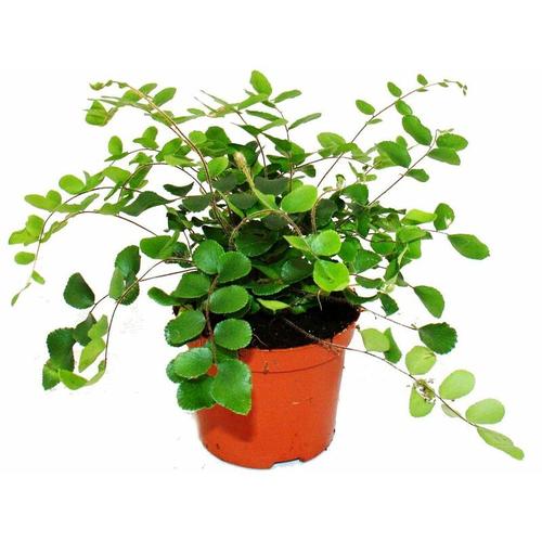 Exotenherz - Pellaea rotundifolia - Pelle- oder Urweltfarn - 9cm Topf