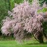 Pépinières Naudet - Tamaris d'Eté (Tamarix Pentandra Ramosissima)