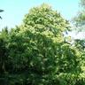 Noisetier de Byzance (Corylus Colurna)