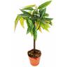 Tamaya Begonia - Begonia albopicta - Tronc de bégonia - pot de 9cm