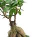 Primrue Ginseng Ficus Bonsai Live Indoor Plant In Carolina Square Planter For Home, Work, Or Gift in Brown | 13 H x 4.5 W x 4.5 D in | Wayfair