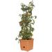 Hydrofarm Self Watering Pot Planter Clay & Terracotta | 8.07 H x 11.02 W x 11.02 D in | Wayfair GCTT