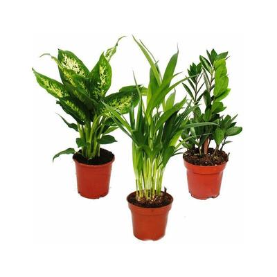 Zimmerpflanzen-Mix i 3er Set, 1x Dieffenbachia, 1x Areca-Palme (Chrysalidorpus) 1x Zamio-Palme