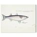 Animals 'Flathead Grey Mullet' Sea Animals By Oliver Gal Wall Art Print Canvas in White | 30 H x 36 W x 1.5 D in | Wayfair 41634_36x30_CANV_XHD