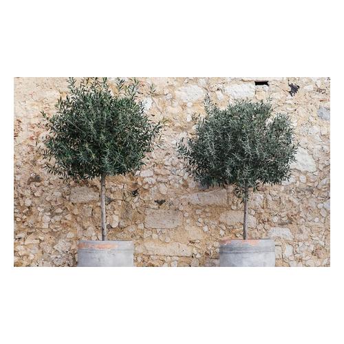Olivenbaum: 1 / mit Düngemittel