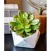 T&C Floral Company Succulent Centerpiece Vase Plastic | 8 H x 2 W x 8 D in | Wayfair CS1034WS