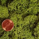 Basil Preserved Reindeer Moss 16 Oz by Paper Mart