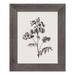 Red Barrel Studio® Vintage Botanical Sketch Framed Print Plastic/Acrylic in Brown/White | 14 H x 11 W in | Wayfair 114057E040BE41ACBDF5F6F38FBC03CB