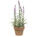 Potted Flowering Sage Purple - 10.5"H x 3"W