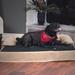 Tucker Murphy Pet™ Hults Pet Bed w/ Bolster Memory Foam/Suede in Black/Brown | 9 H x 35.5 W x 25.5 D in | Wayfair C94DDB117F7F4F8EB431834B27F7EBD6