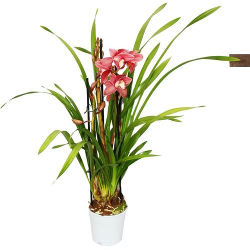 Cymbidium Orchidee - Kahnorchidee - Die Orchidee für kühle Räume rot