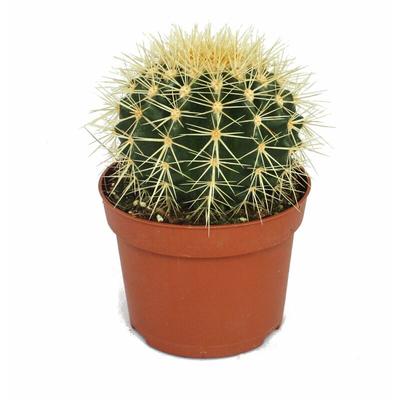 Echinocactus grusonii - Schwiegermutterstuhl - im 12cm Topf