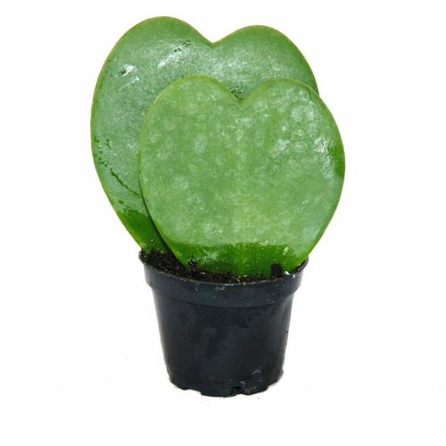 Hoya kerii - Herzblatt-Pflanze, Herzpflanze oder Kleiner Liebling - Doppelherz im 6cm Topf