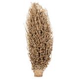 Primrue 18 X 5" Avg Natural Olympia Seed Pod - Small/Petite, 1 Piece, Dried | 18 H x 5 W x 5 D in | Wayfair B2482B26683745079C5DADF11E247748