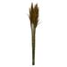 Freeport Park® Zellmer 36" Plume Reed Bundle (15-20 stems), Preserved | 36 H x 5 W x 5 D in | Wayfair FAD593C2A2214098964B05F5B1E1E6EB