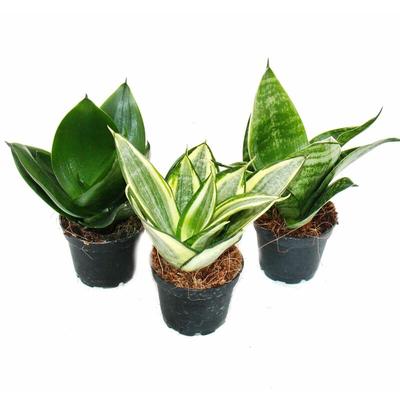 Sansevieria trifaciata hahnii - 3 versch. Pflanzen im 5,5cm Topf - Bogenhanf, Schwiegermutterzunge