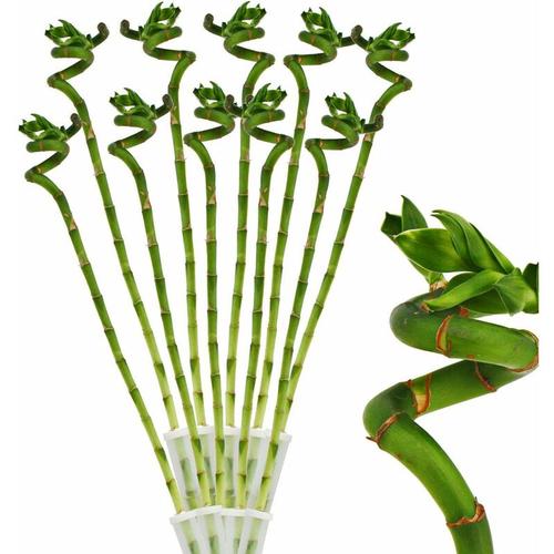 Exotenherz - 10er Set Glücksbambus 'Lucky Bamboo' - spiralförmig - im Röhrchen - Dracaena
