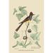 Buyenlarge Crested Fkycatcher by Mark Catesby - Graphic Art Print in White | 42 H x 28 W in | Wayfair 0-587-30646-7C2842