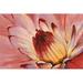 Red Barrel Studio® Micro Floral I by Timothy O' Toole - Wrapped Canvas Painting Canvas | 8 H x 12 W x 1.25 D in | Wayfair