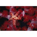 Rosecliff Heights Red Star Nusa Kode, Indonesia by Beverly Factor - Wrapped Canvas Photograph Canvas | 8 H x 12 W x 1.25 D in | Wayfair